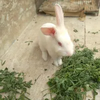 خرگوش