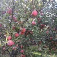 799متر-باغ-الوان-با-آب-برق-بفروش-میرسد