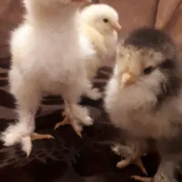 بوقلمون پیدا کردم بوقلمون گمشده