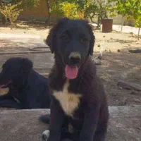 سگ نگهبان(رایگان)