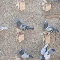 کبوتر نر|پرنده|شیراز, ارم|دیوار