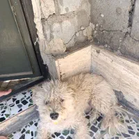 واگذاری پاکوتاه|سگ|میاندوآب, |دیوار