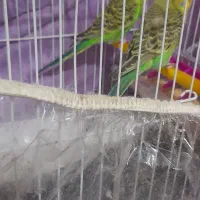 یک جفت مرغ عشق سالم وسرحال