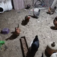 ۸عددمرغ تخم گذاررسمی قیمت توافقی