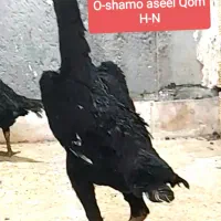 مرغ لاری اوشامو وارداتی خالص