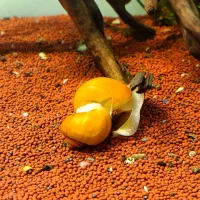 گیاه روآبی و حلزون سیب(سالن پرورش) با قیمت منصفانه|ماهی|تبریز, |دیوار