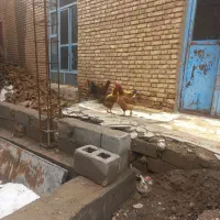 مرغ|حیوانات مزرعه|لیلان, |دیوار