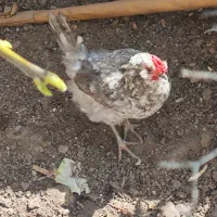 مرغ برهما و گلین