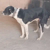 سگ افغان و سرابی