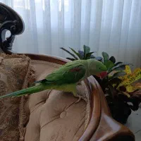 جوجه نر ۶ ماهه شاه طوطی اسکندری|پرنده|فردیس, منظریه|دیوار