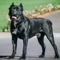 2تاماده توله کن کورسو مشکی و شامپاینی شصت روزه