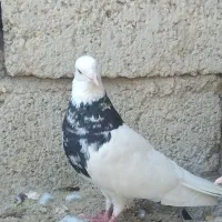 کبوتر فروشی