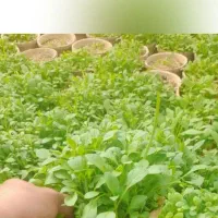 استخدام در گلخانه