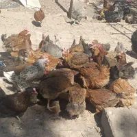 فروش50عدد مرغ تخم گذار محلی|حیوانات مزرعه|رفسنجان, |دیوار