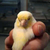 قناری مزاییکی اورجینال وآگات مزاییکی