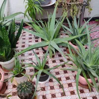 گل آلوئه ورا