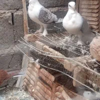 فروش جفت کبوتر بلژیکی نروماده