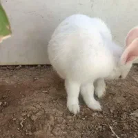 خرگوش دورگه ۱۰۰