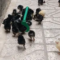 جوجه برهما مرند و گردن لخت