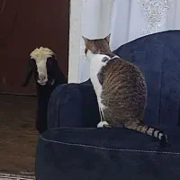 گربه واگذاری|گربه|دزفول, |دیوار