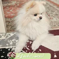 سگ پامر نر ۱ سال نیم|سگ|اصفهان, خواجو|دیوار