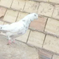 کفتر خال قرمز پرشی