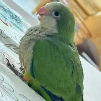 طوطی راهب دستی لوس