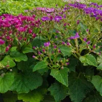 سینره  موجود است