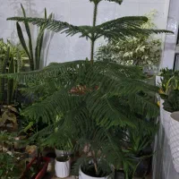 گل کاج|گل و گیاه طبیعی|نورآباد, |دیوار