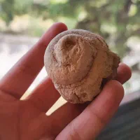 فسیل
