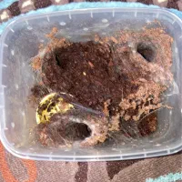 لوازم جانبی اگزوتیک