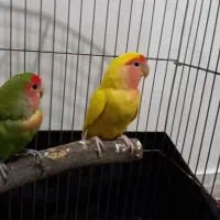 جفت طوطی برزیلی کار داده نر رام