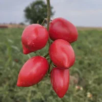 گوجه فرنگی مخصوص بازاری