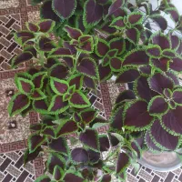 گل حسن یوسف زیبا وشاداب