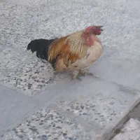 خروس پاکوتاه تزئینی