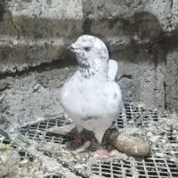 حیون تمیزی هست