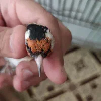 سهره رسمی پر خون جفتی امسال قدو قواره دار|پرنده|پردیس, فاز ۲|دیوار