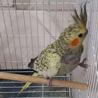 عروس هلندی ماده بدون قفس|پرنده|اصفهان, کارلادان|دیوار