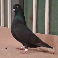 زاغ دم سفید نر