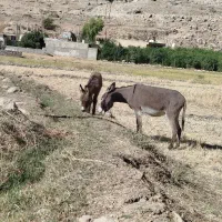 دو عدد الاغ نر و ماده با با یک تول خر