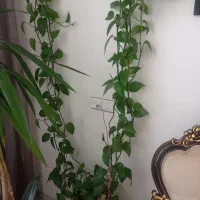 گل پتوس
