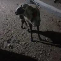 شیشک قوچ پلنگی