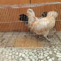 خروس زینتی