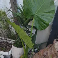 گل بابا آدم