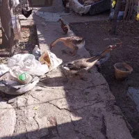 فروش غاز و اردک