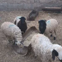 بره نر فروشی|حیوانات مزرعه|زرند, |دیوار