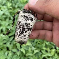 نشا خربزه و گوجه فرنگی