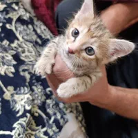 واگذاری گربه خانگی