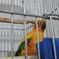 سان کانور (طوطی خورشیدی) اکستریم رد ماده