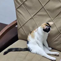 گربم گمشده